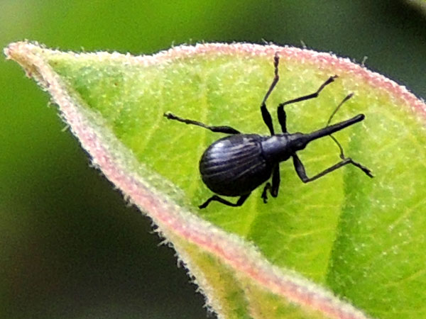 an unknown species of snout beetle observed at Kitale, Kenya. Photo © by Michael Plagens