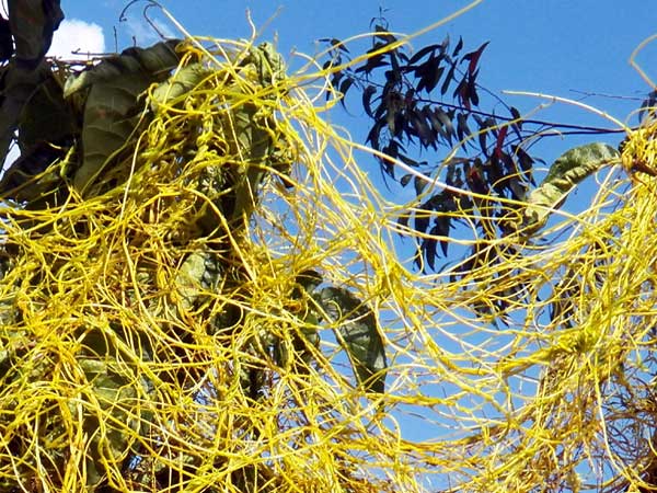 Dodder, Cuscuta sp., Kenya, photo © by Michael Plagens