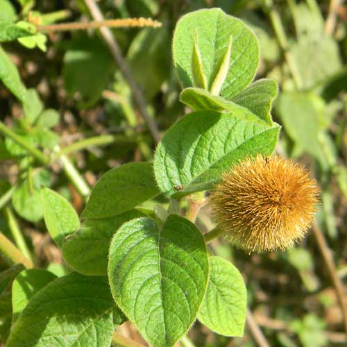 Cyathula, a weedy plant found at Saiwa Swamp, Kenya, photo © by Michael Plagens