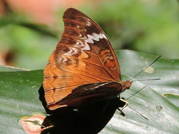 Lurid Glider, Cymothe lurida, Kakamega Forest, Kenya. Photo © by Michael Plagens