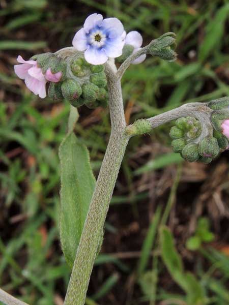 Cynoglossum coeruleum from Kenya photo © by Michael Plagens