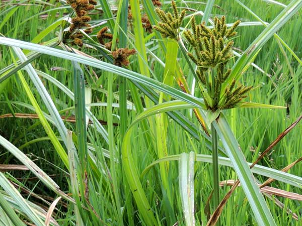 wetland sedge, Cyperus, Eldoret, Kenya, photo © by Michael Plagens