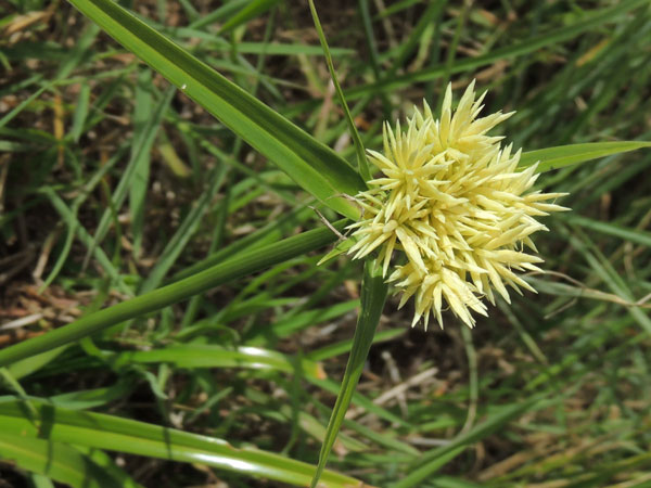 sedge growing in turf at Nairobi, Kenya, photo © by Michael Plagens