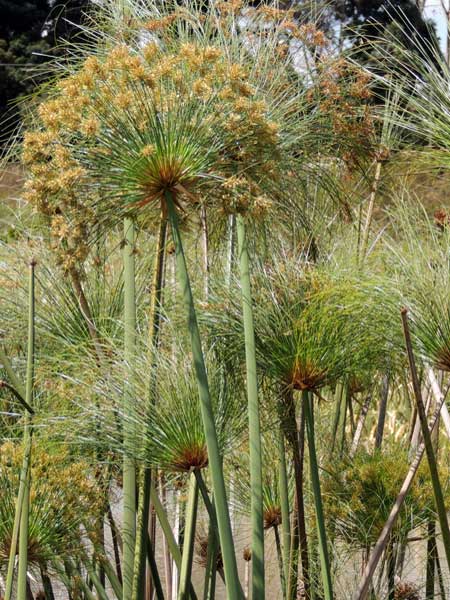 Cyperus papyrus photo © by Michael Plagens