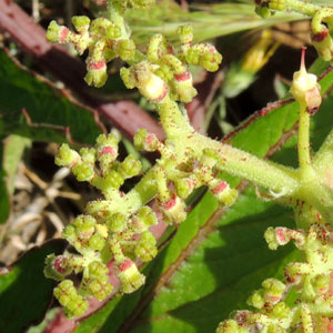 Cyphostemma sp. prob. serpens from near Eldoret © by Michael Plagens