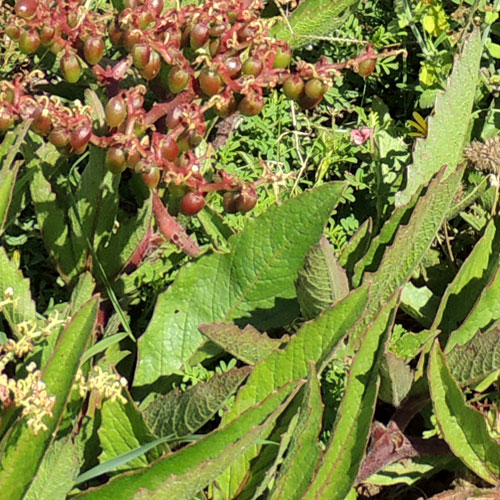 a grape family plant, Cyphostemma serpens, photo © by Michael Plagens