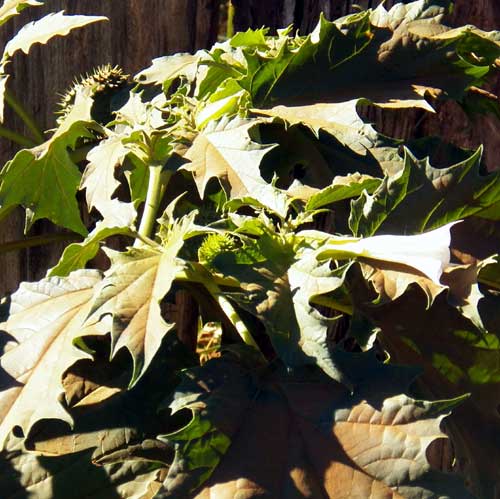 Jimson Weed, Datura stramonium, from near Eldoret, Rift Valley, Kenya, photo © by Michael Plagens