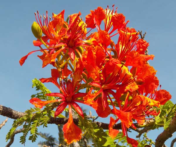 Royal Poinciana, Delonix regia, Mombasa, Kenya, photo © by Michael Plagens