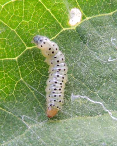 Grape Leaf Roller moth, Desmia, from Eldoret, Kenya. Photo © by Michael Plagens