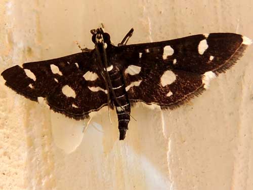 Grape Leaf Roller moth, Desmia, from Eldoret, Kenya. Photo © by Michael Plagens