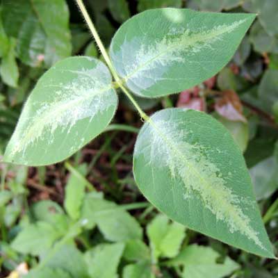 Silver-leaf Desmodium, Desmodium uncinatum, Kenya, photo © by Michael Plagens