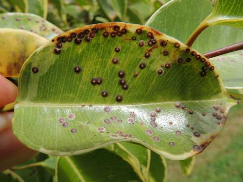 Arrmored scales on Ficus benjamina, Eldoret, Kenya, photo © by Michael Plagens