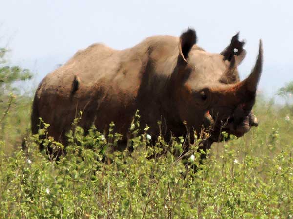 Black Rhinoceros, Diceros bicornis, photo © by Michael Plagens