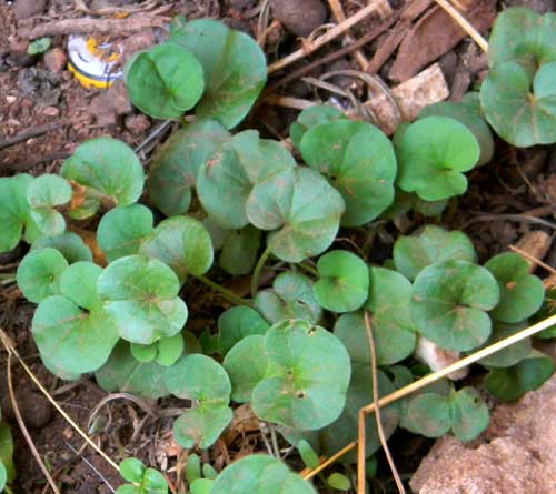 Dichondra, a ground cover plant found growing among gravel in grassy area near Turbo, Kenya, photo © by Michael Plagens