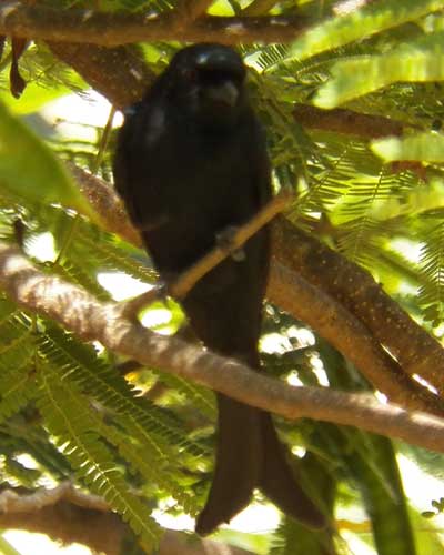 Common Drongo, Dicrurus adsimilis, photo © by Michael Plagens