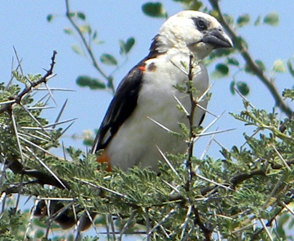White-headed Buffalo-weaver, Dinemellia dinemelli, photo © by Michael Plagens. Identified by F. N'gweno.