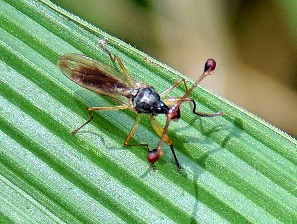a Stalk-eyed Fly, Diopsidae, , Nairobi, Kenya. Photo © by Michael Plagens