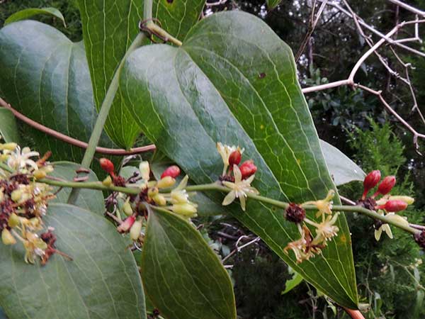 Dioscorea, possibly D. abyssinica by Michael Plagens