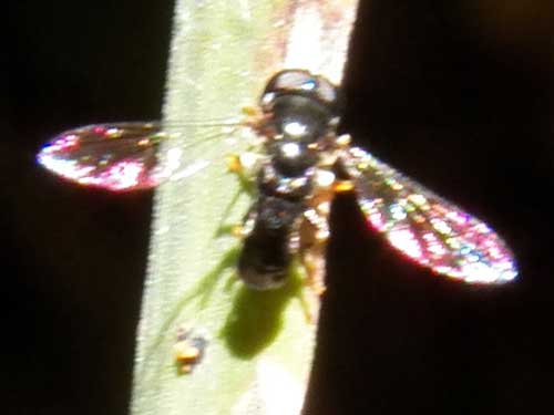 Syrphidae from Eldoret, Kenya. Photo © by Michael Plagens