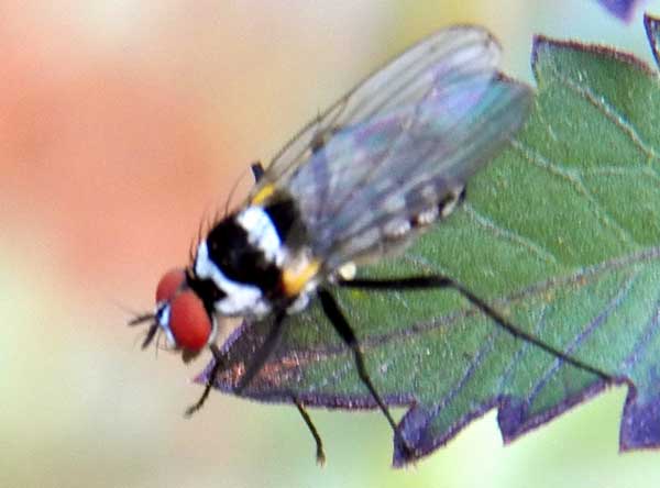 an small black and white root-maggot fly with oversized red eyes from Eldoret, Kenya. Photo © by Michael Plagens