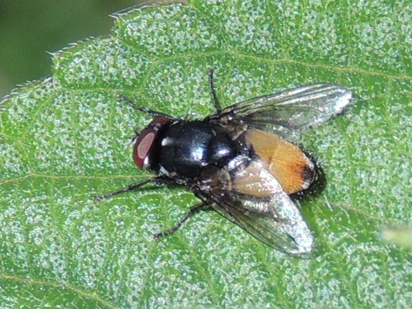 an unknown fly species observed at Kitale, Kenya. Photo © by Michael Plagens