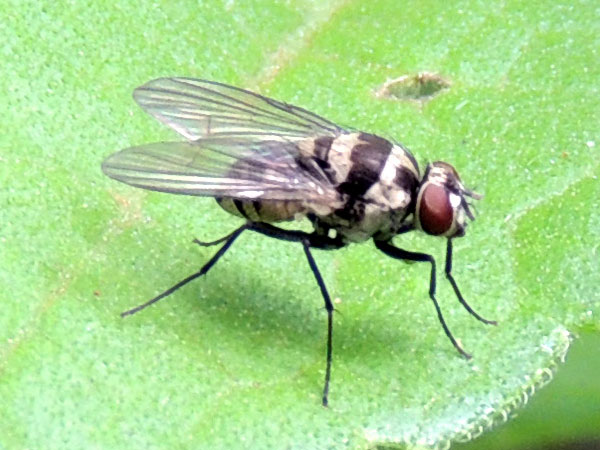 an Anthomyiidae fly species observed at Kitale, Kenya. Photo © by Michael Plagens