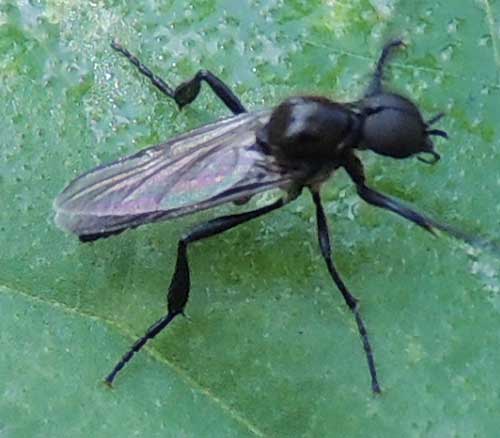a big-eyed, ultra-black fly species observed at Kitale, Kenya. Photo © by Michael Plagens