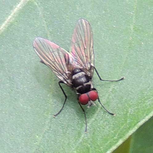 Anthomyiidae diptera from Kitale, Kenya. Photo © by Michael Plagens