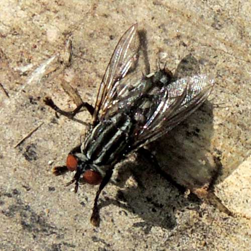 possible Sarcophagidae from Eldoret, Kenya. Photo © by Michael Plagens