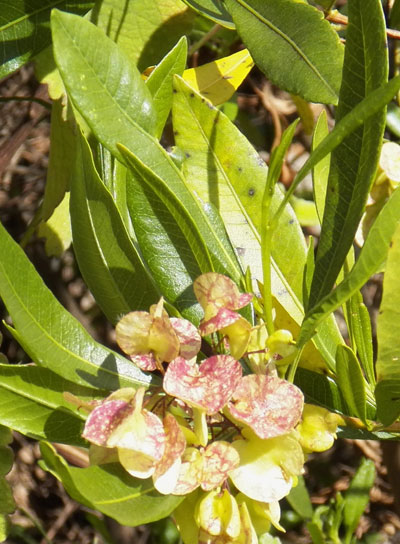 Hop Bush, Dodonaea, Kenya, photo © by Michael Plagens