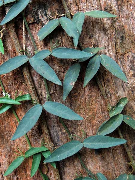 Cats Claw Creeper, Dolichandra unguis-cati, Kenya, photo © by Michael Plagens