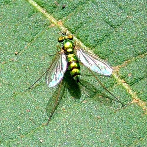 a long-legged fly, Dolichopodidae, observed at Kitale, Kenya. Photo © by Michael Plagens