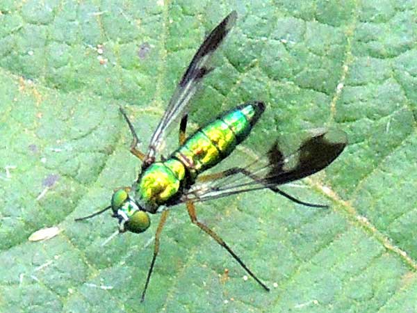 a long-legged fly, Dolichopodidae, observed at Eldoret, Kenya. Photo © by Michael Plagens