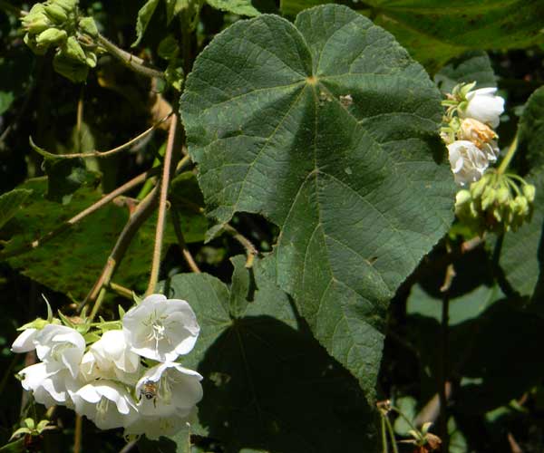 Dombeya sp., probably Dombeya burgessiae, a mallow species from Eldoret, Kenya, photo © by Michael Plagens