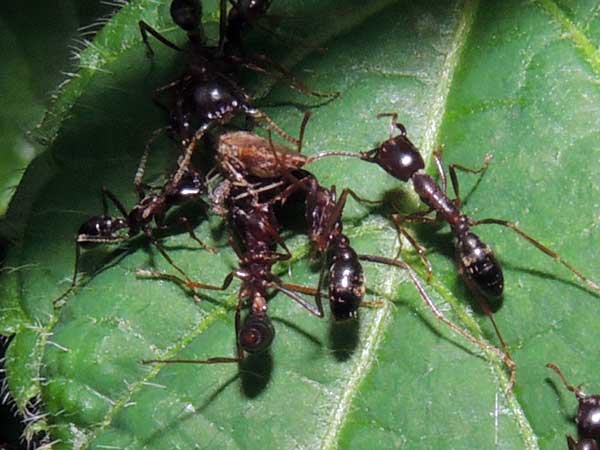 a driver ant, g. Dorylus, Kenya, photo © by Michael Plagens