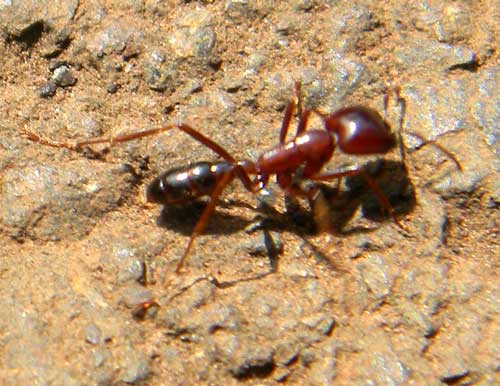 a driver ant, g. Dorylus, Nairobi, Kenya, photo © by Michael Plagens