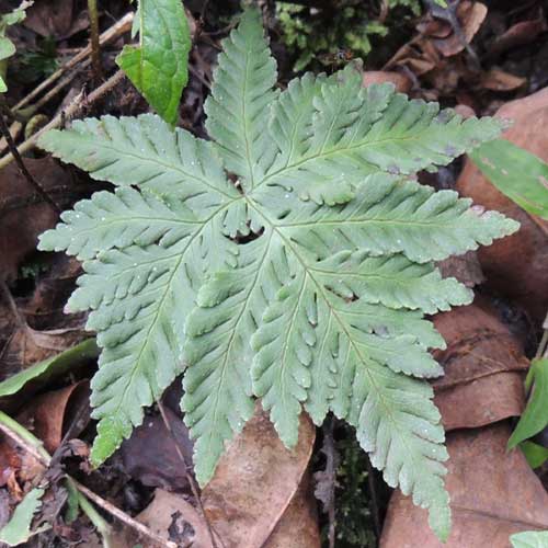 Doryopteris concolor photo © by Michael Plagens