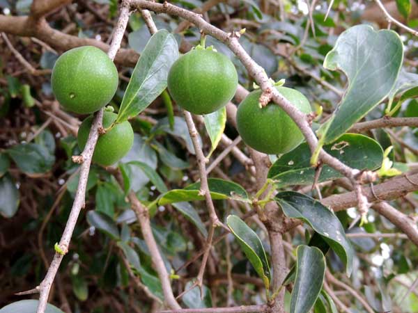 Kei Apple, Dovyalis caffra, photo © by Michael Plagens