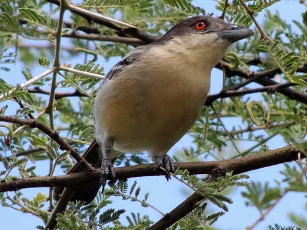 Northern Puffback, Dryoscopus gambensis, photo © by Michael Plagens