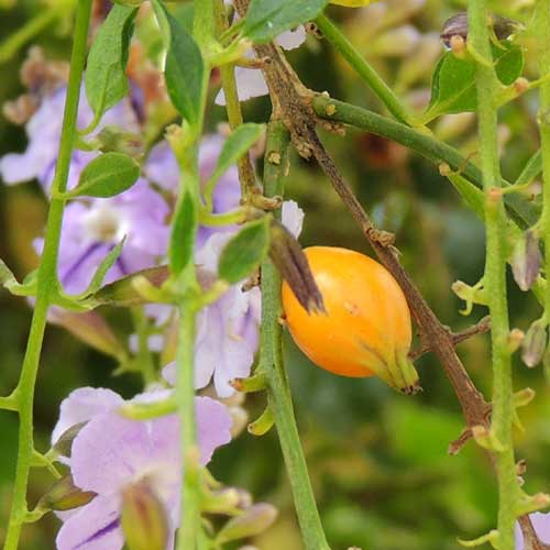Duranta sp, cultivated ornamental plant, Kenya, photo © by Michael Plagens