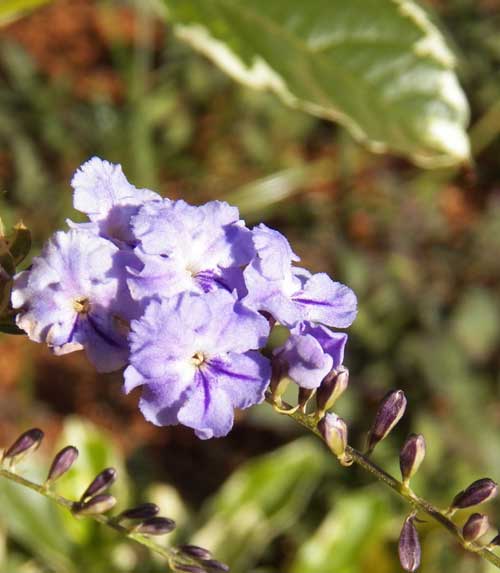 Duranta sp, cultivated ornamental plant, Kenya, photo © by Michael Plagens