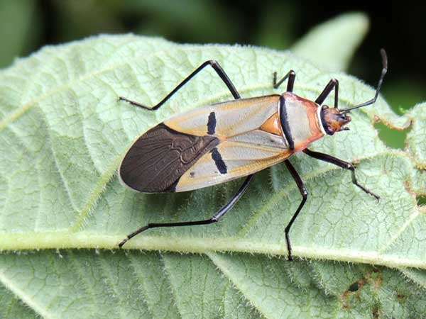 a Cotton Stainer, Dysdercus nigrofasciatus, from Kenya. Photo © by Michael Plagens