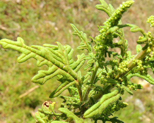 Dysphania schraderiana, photo © by Michael Plagens