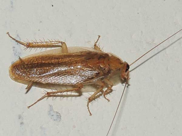 a kitchen cockroach from Kerio Valley, Kenya, photo © by Michael Plagens