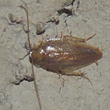 a cockroach from Kerio Valley, Kenya, photo © by Michael Plagens