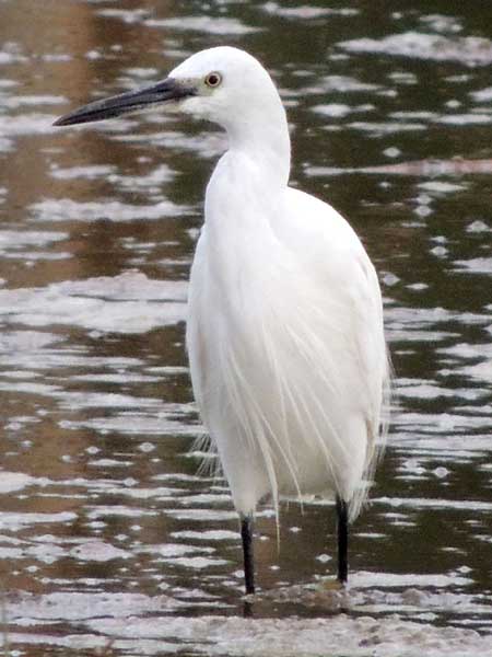 Little Egret, Egretta garzetta, photo © by Michael Plagens