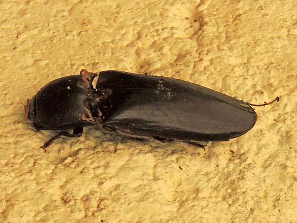 Click Beetle, Elateridae, from Kenya, photo © by Michael Plagens. ID by mgeiser.