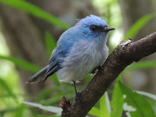 African Blue Flycatcher, Elminia longicauda, photo © by Michael Plagens