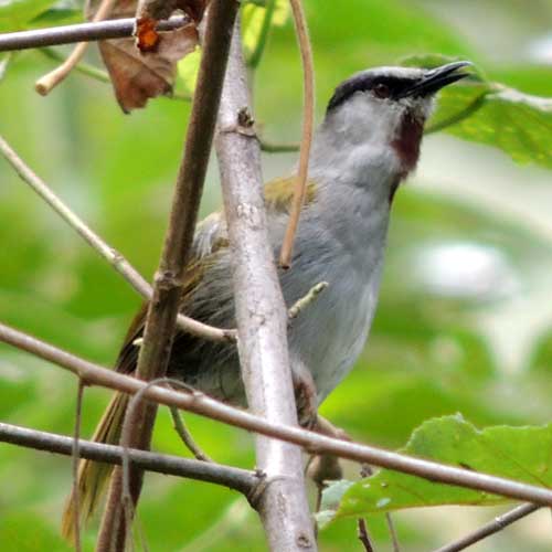 Gray-capped Warbler, Eminia lepida, photo © by Michael Plagens.