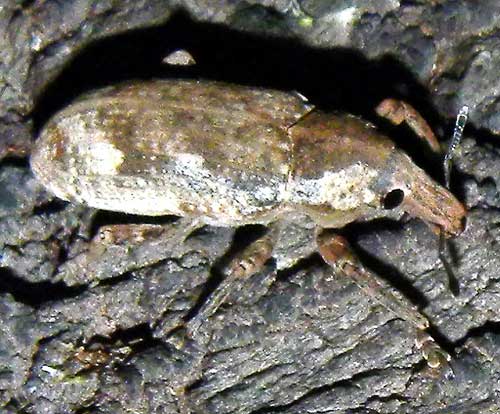 an unknown species of Broad-nosed Weevil observed at Amboseli National Park, Kenya. Photo © by Michael Plagens